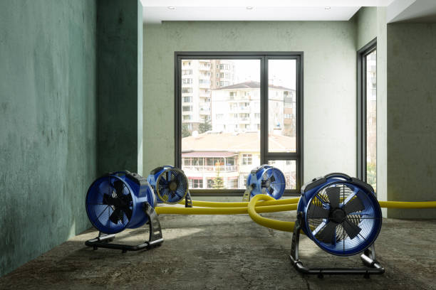 Best Local water damage restoration  in River Ridge, FL